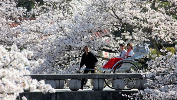 KAI Izumo - Hanami