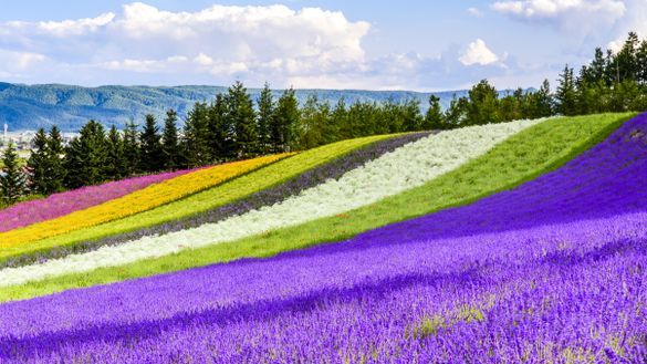 Irodori Field, Furano