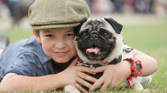 All About Dogs Boy and Pug