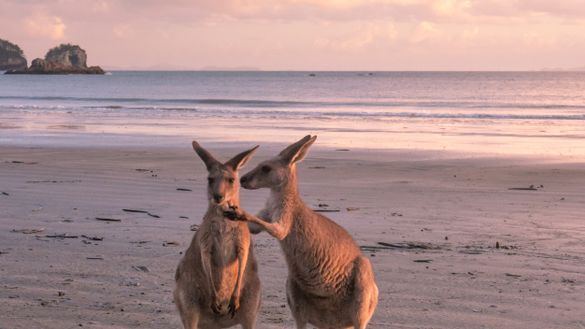 Queensland launches Facebook Livestream Series
