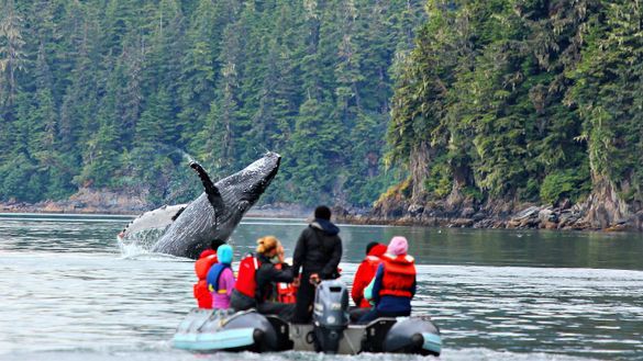 Humpback whale breaches near skiff in SE Alaska