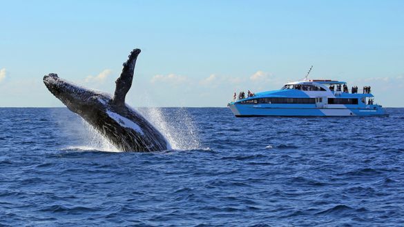 Sydney Whale Watching aboard Captain Cook Cruises