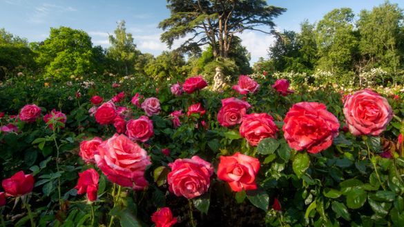 Silver Jubilee roses in the Rose Garden at Blenheim Palace - 2020 has been a bumper year for blooms at the Oxfordshire UNESCO World Heritage Site