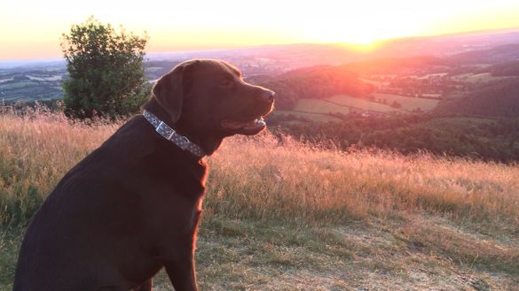 Clover enjoying views from the Malvern Hills