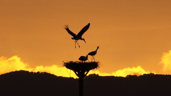 Oriental White Stork in Toyooka 