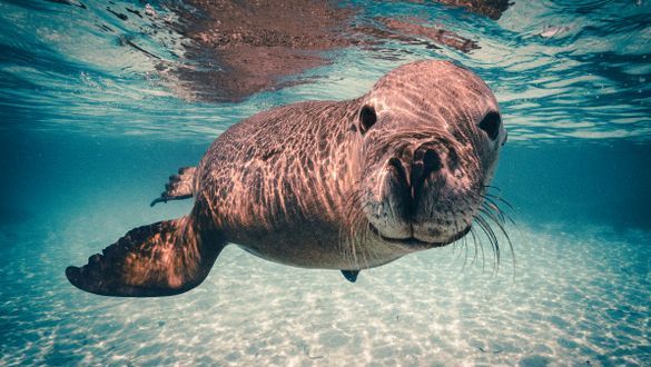 Meet the sea lions in Rockingham
