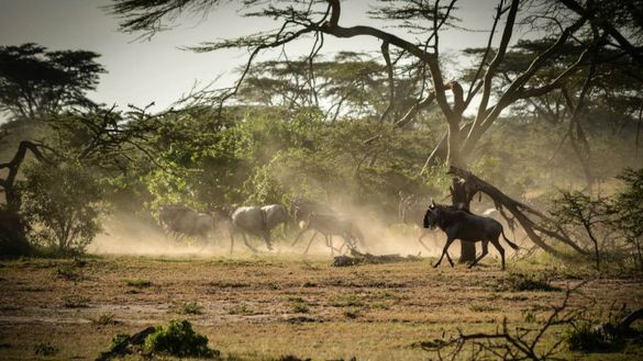 Wildebeest Migration Masai Mara, Kenya