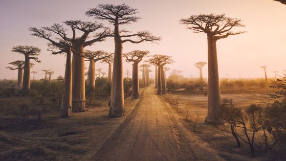 Avenue of the Baobabs Avenue of the Baobabs