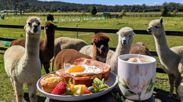 Breakfast with Alpacas