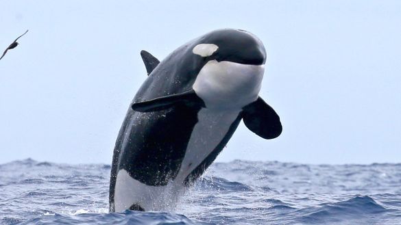 Orca breaching