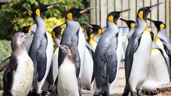 Penguins at Birdland, Bourton-on-the-Water, Gloucestershire