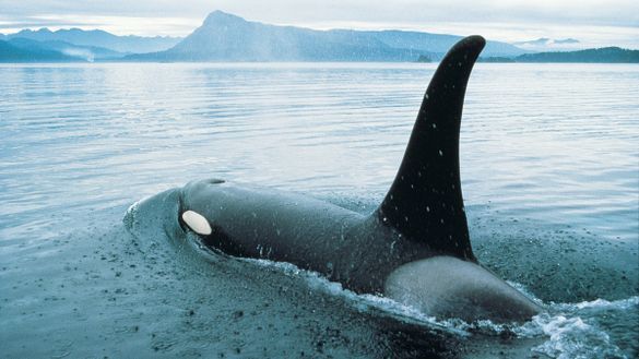 Orca
