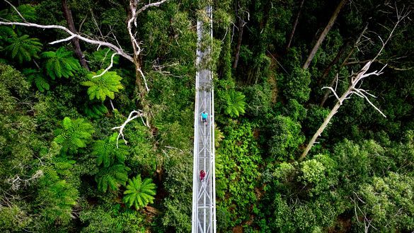 Illawarra Fly Treetop Adventures, Knights Hill Illawarra Fly Treetop Adventures, Knights Hill