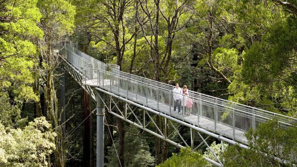 Otway Fly Treetop Adventures