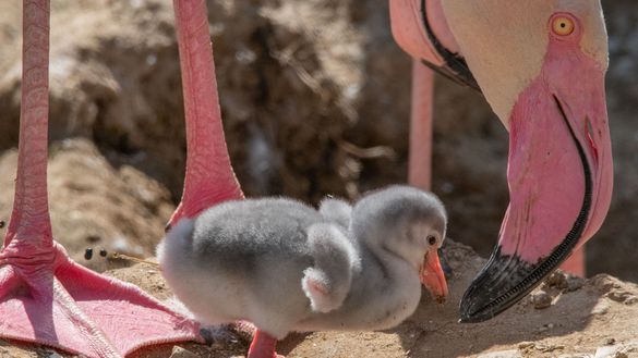 A flamingo chick at Birdland
