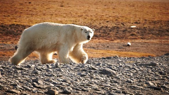 Polar Bear, Wrangel Island