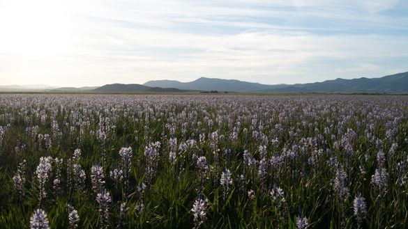 Camas Lilies bloom on the Camas Prairie near Fairfield, Idaho