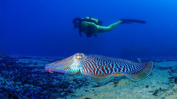 Preview: Region of Murcia, Spain, Introduces New Diving Route, 'I ...