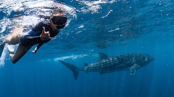 The first guests of the 2023 season swimming with a whale shark at Ningaloo Reef The first guests of the 2023 season swimming with a whale shark at Ningaloo Reef
