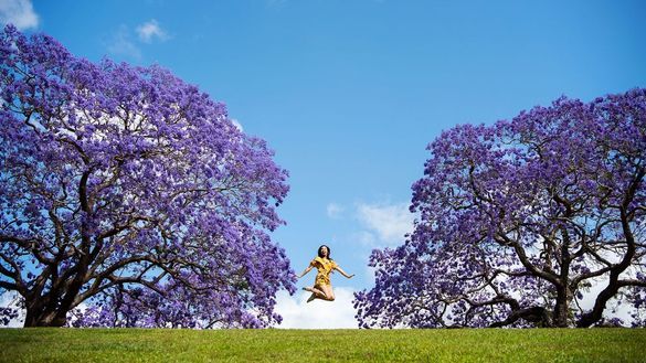 Grafton's Jacaranda Season