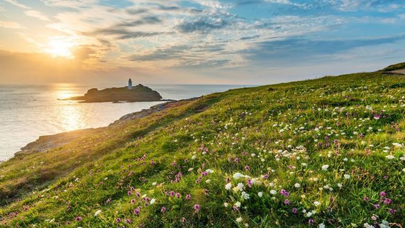 Wildflowers at Godrevy Head in Cornwall