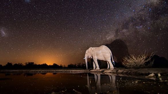 Lala Limpopo Overnight Hide at Mashatu - elephant by night