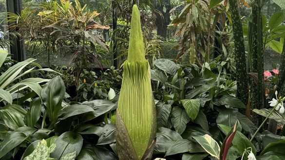 Corpse plant