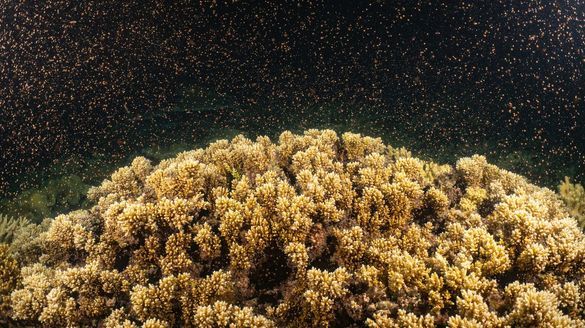 Coral spawning at Moore Reef on The Great Barrier Reef.