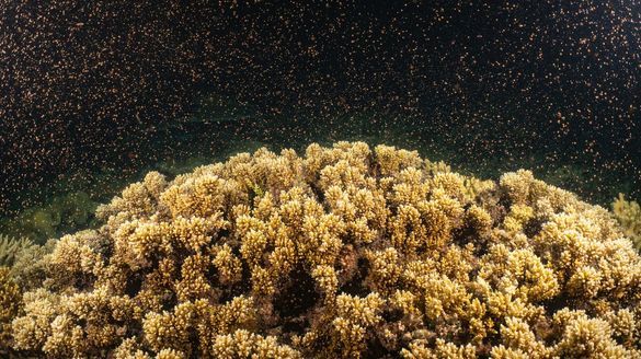 Coral spawning at Moore Reef on The Great Barrier Reef. Coral spawning at Moore Reef on The Great Barrier Reef.