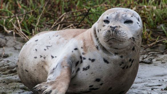 A curious harbor seal is one of the many marine mammals in the Monterey Bay