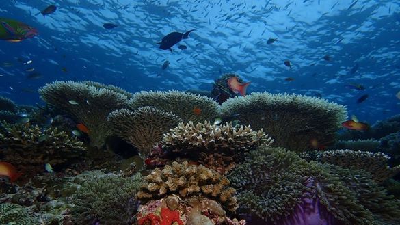 Bawe Island's new marine reserve boasts glorious coral reefs