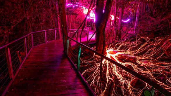 The illuminated language of the forest  The illuminated language of the forest