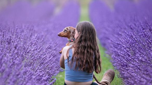 The Lavender Fields - dog pic The Lavender Fields - dog pic