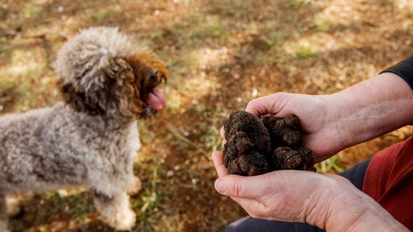 Macenmist Black Truffles and Wine, Bredbo Macenmist Black Truffles and Wine, Bredbo