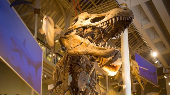 Fossil of a Tyrannosaurus rex standing upright among other animal exhibits at National Museum Scotland, Edinburgh. Fossil of a Tyrannosaurus rex standing upright among other animal exhibits at National Museum Scotland, Edinburgh.