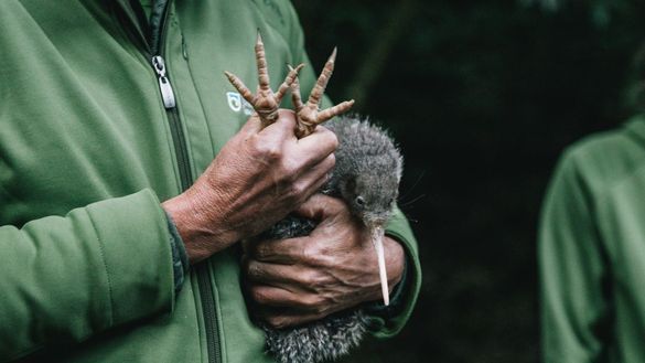 Kiwi in arms of handler Kiwi in arms of handler