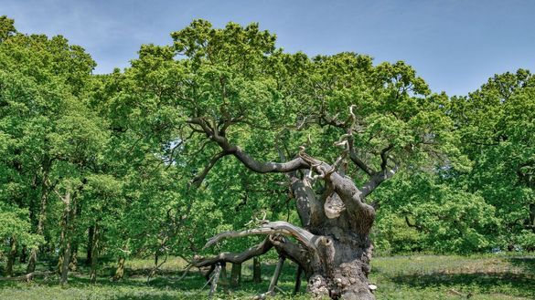 National Forest’s ancient trees in the spotlight as Bradgate oak makes award shortlist National Forest’s ancient trees in the spotlight as Bradgate oak makes award shortlist