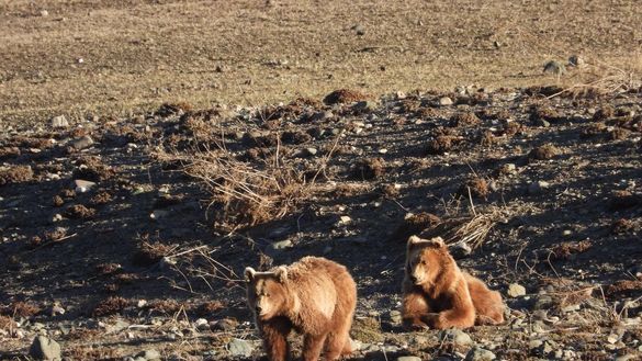 India: Brown Bear India: Brown Bear