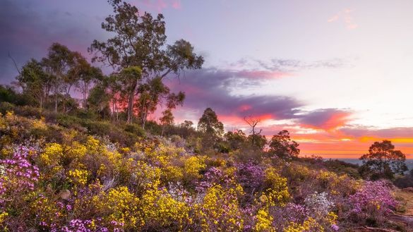 Wildflowers at Lions Lookout, Korung Natioanl Park.