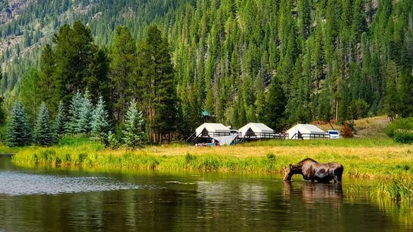 Moose can sometimes be seen wandering around Little Indian Lake. Moose can sometimes be seen wandering around Little Indian Lake.