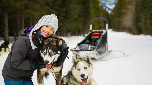 Huskies in Lapland Huskies in Lapland