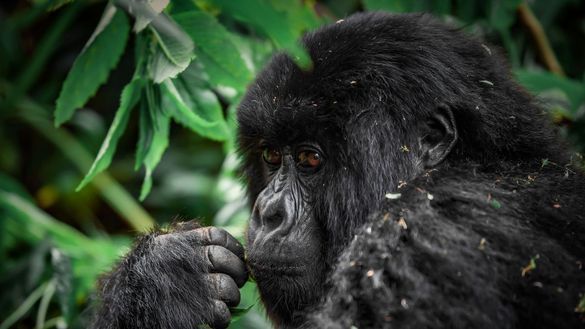 Gorilla in Volcanoes National Park, Rwanda Gorilla in Volcanoes National Park, Rwanda