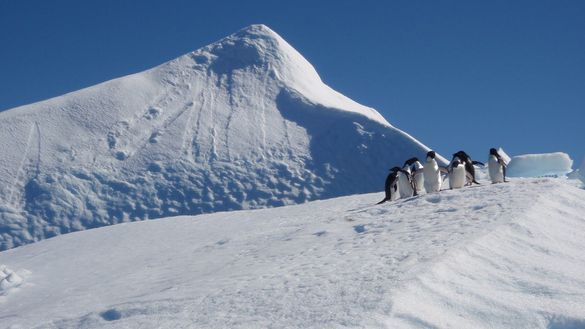 Adelie penguins on iceberg, Antarctica