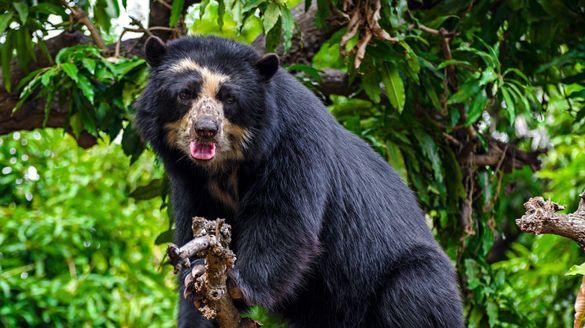 Spectacled Bear in Chaparri