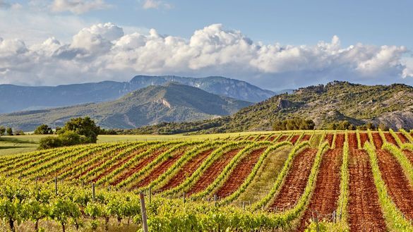 Vineyard in Estella, Navarra