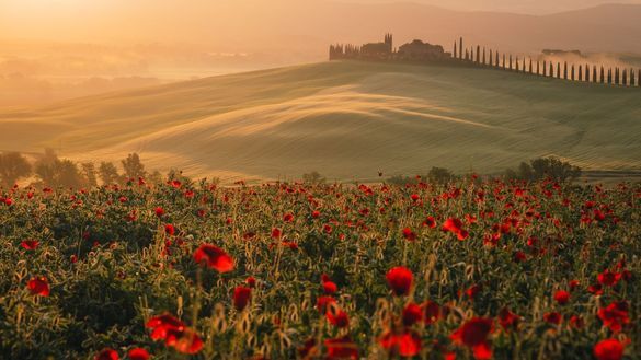 Spring poppy field in Tuscany's Val d'Orcia