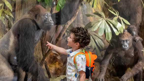 Powell-Cotton Museum - Boy and Gorilla