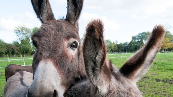 Donkey Island Sanctuary